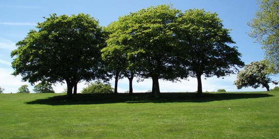 trees and grass